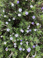 Lithodora hispidula hispidula