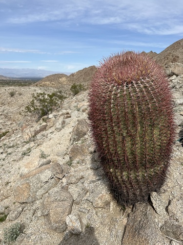 iNaturalist observation photo of California Barrel Cactus