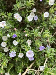 Lithodora hispidula hispidula