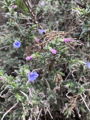Lithodora hispidula hispidula