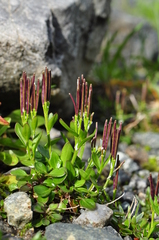 Cardamine bellidifolia alpina