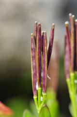 Cardamine bellidifolia alpina