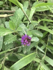 Centratherum punctatum