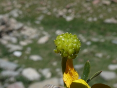 Ranunculus auricomus