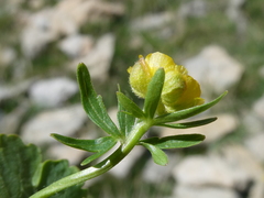 Ranunculus auricomus