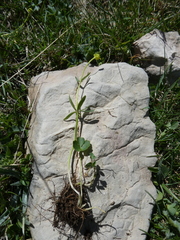 Ranunculus auricomus