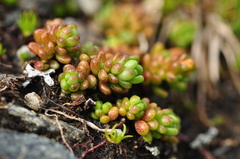 Sedum alpestre