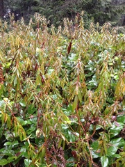 Rhododendron groenlandicum