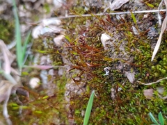 Aloina aloides
