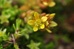 Sedum alpestre