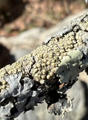 Lecanoraceae