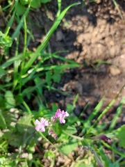 Silene aegyptiaca