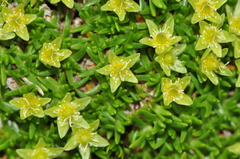 Cherleria sedoides