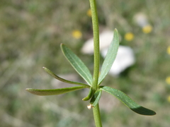 Ranunculus auricomus