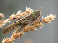 Locusta migratoria