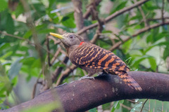 Blythipicus pyrrhotis