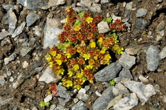 Sedum alpestre