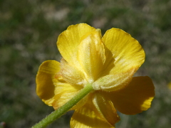 Ranunculus auricomus