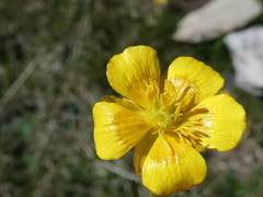Ranunculus auricomus