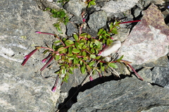Epilobium anagallidifolium