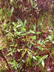 Kalmia microphylla