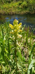 Pedicularis bracteosa