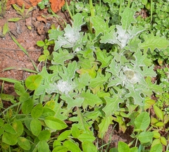 Andryala pinnatifida