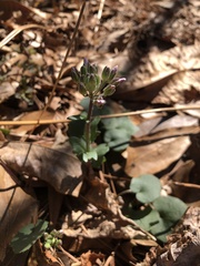 Cardamine douglassii