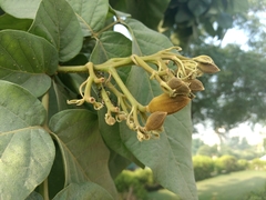 Magnoliopsida