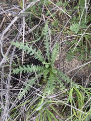 Emmenanthe penduliflora