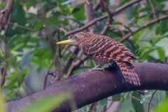 Blythipicus pyrrhotis