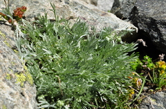 Artemisia umbelliformis