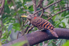 Blythipicus pyrrhotis