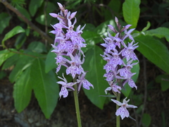 Dactylorhiza