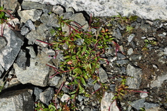 Epilobium anagallidifolium