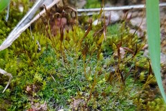 Crossidium squamiferum