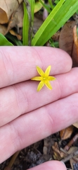Hypoxis juncea