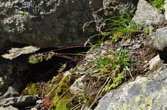 Poa alpina vivipara