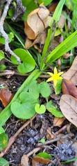 Hypoxis juncea