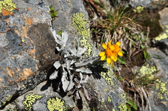 Jacobaea insubrica