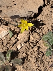 Gagea chlorantha