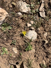 Gagea chlorantha