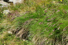 Festuca violacea