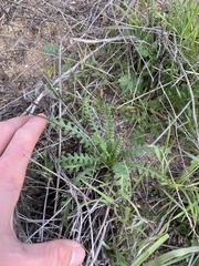 Emmenanthe penduliflora