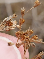 Juncus effusus pacificus