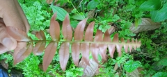 Blechnum occidentale