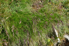 Festuca violacea