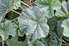 Malva sylvestris
