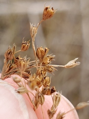 Juncus effusus pacificus