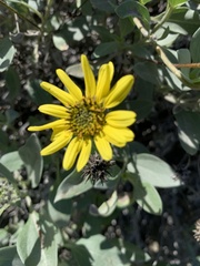 Helianthus niveus